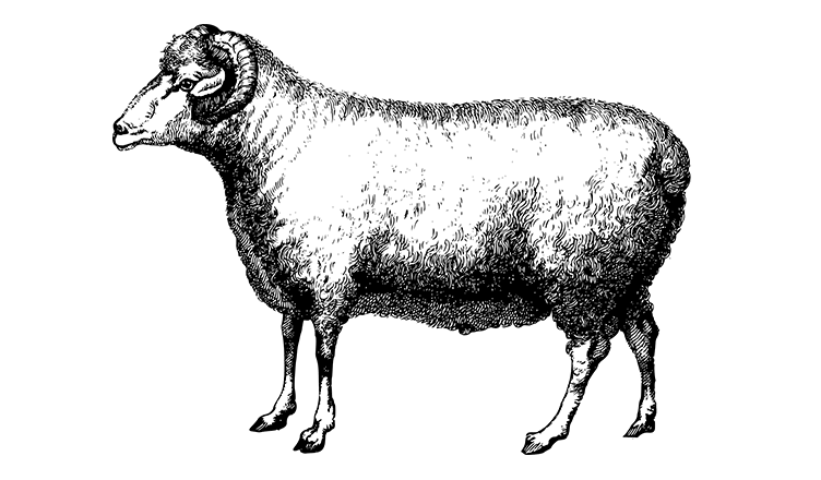 Wool Farms in Ottawa