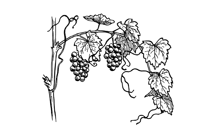 Vineyards and Wineries in Ottawa region.